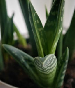 Aloe variegata